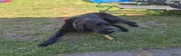 Labrador Retriever dogs for stud: Stud black lab  in Ilkeston - Advert 6
