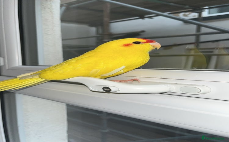 Parakeets birds - Advert 2