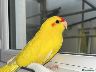 Parakeets birds - Advert 14