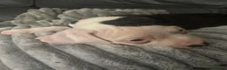 American Bulldog dogs for sale: ❤️AMERICAN BULLDOG PUPPIES   1 GIRL LEFT ❤️🐾 - Advert 11