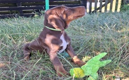 Mixed Breed dogs for sale: Weimaraner/Springer Spaniel boys for sale - Image 5