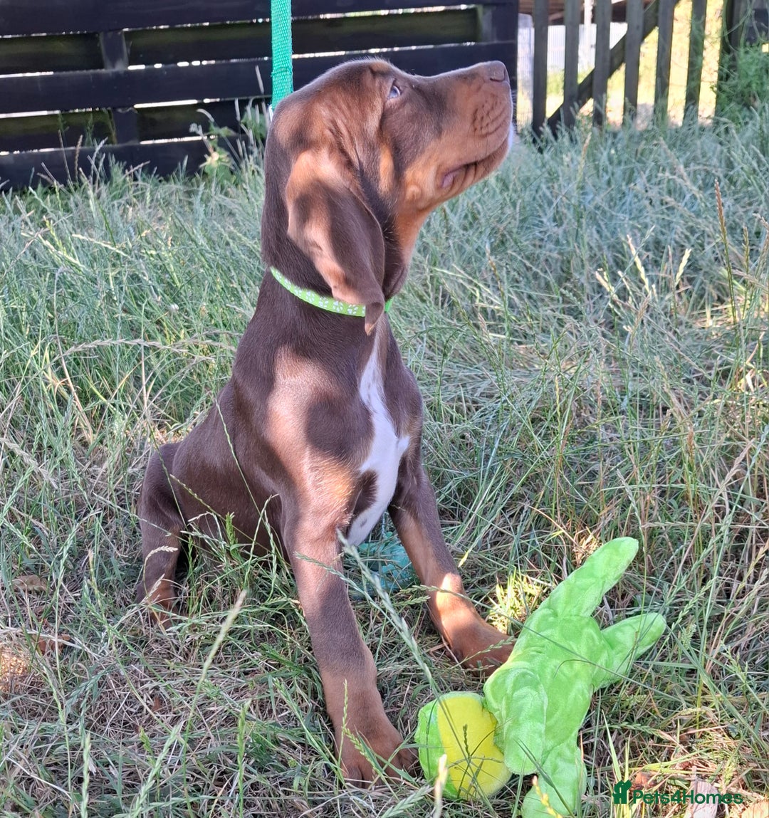 Mixed Breed dogs for sale: Weimaraner/Springer Spaniel boys for sale - Image 5