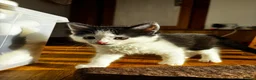 Mixed Breed cats for sale: Kittens for sale in Inverness - Advert 8