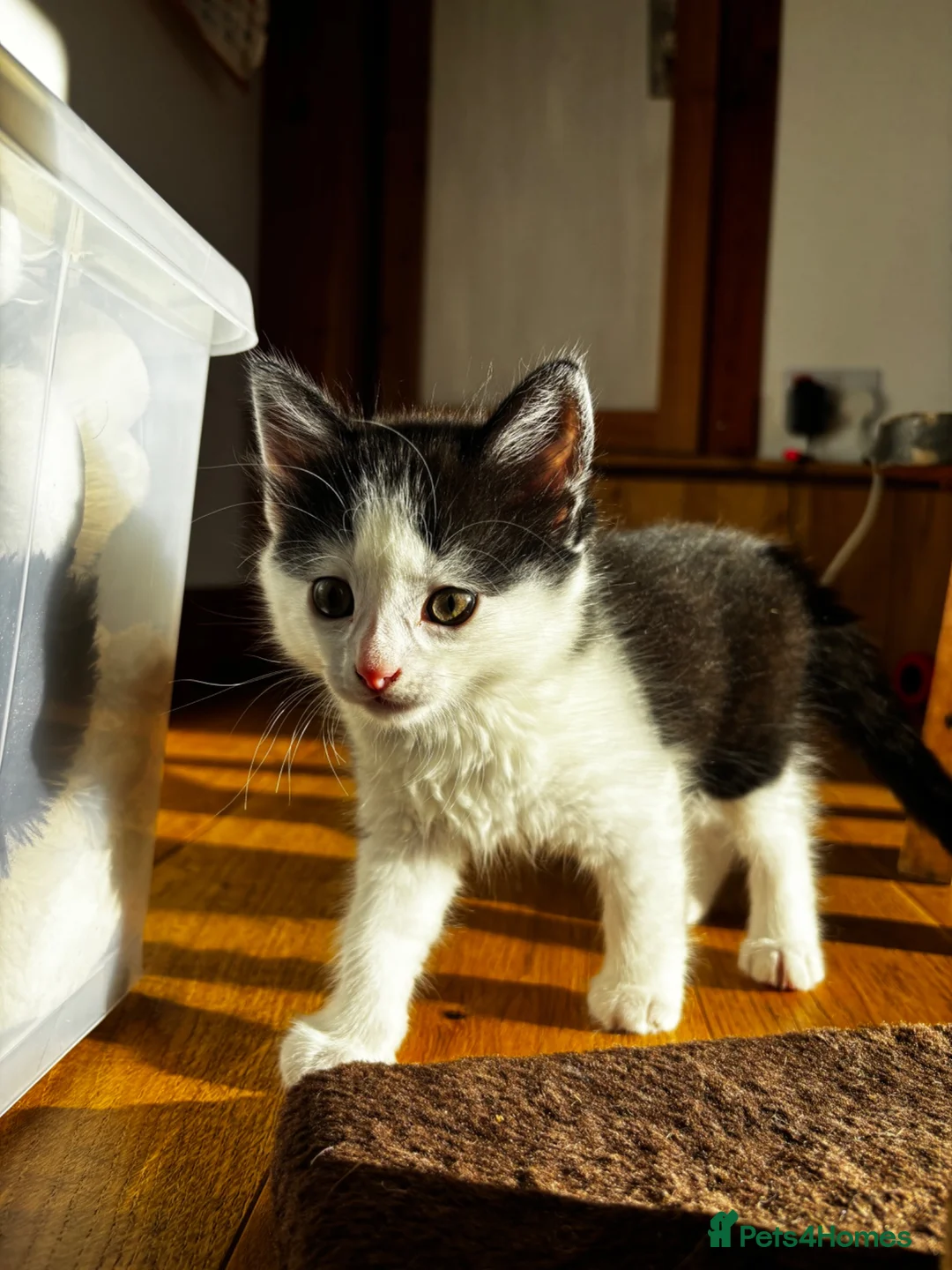 Mixed Breed cats for sale: Kittens for sale in Inverness - Advert 8