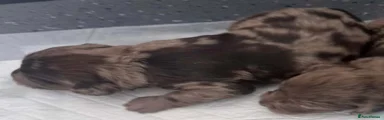 Cockapoo 5