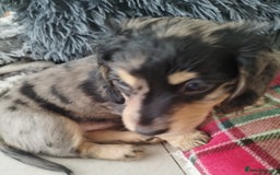 Dachshund dogs for sale: MINIATURE DACHSHUND! - Image 4