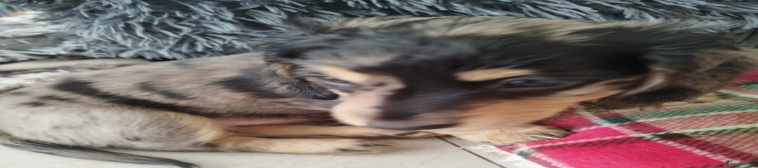 Dachshund Puppy 4