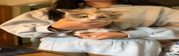 Mixed Breed cats for sale: A litter of beautiful kittens. - Advert 3