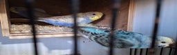 Budgerigars birds for sale: Budgies for sale ,  9 weeks +  - Advert 3