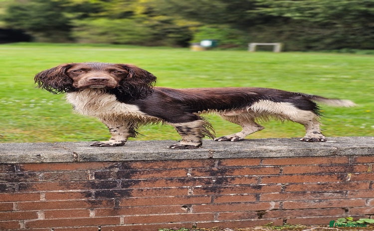 English Springer Spaniel dogs in Derby - Advert 9