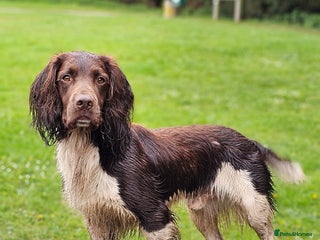 English Springer Spaniel dogs in Derby - Advert 12