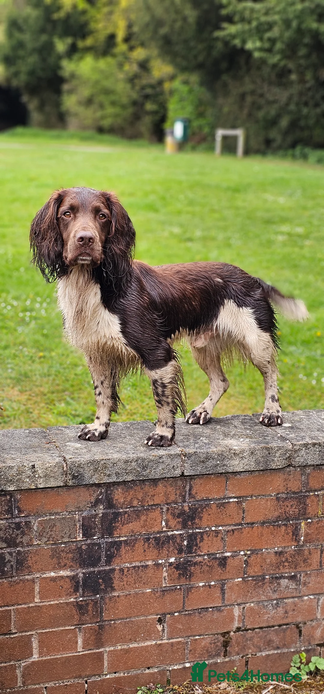 English Springer Spaniel dogs for stud: English Springer Spaniel Stud in Derby - Advert 1