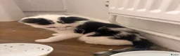 Mixed Breed cats for sale: One beautiful little male kitten left ready now  in Aldeburgh - Advert 4