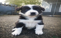 Border Collie dogs for sale: Beautiful Fluffy Collie Puppies  - Image 22