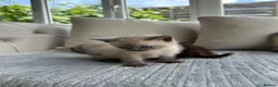 Ragdoll cats for sale: 4 ragdoll x british shorthair kittens  - Advert 6