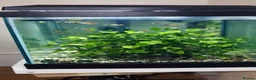 Goldfish fish for sale: Two fish tanks  - Advert 3