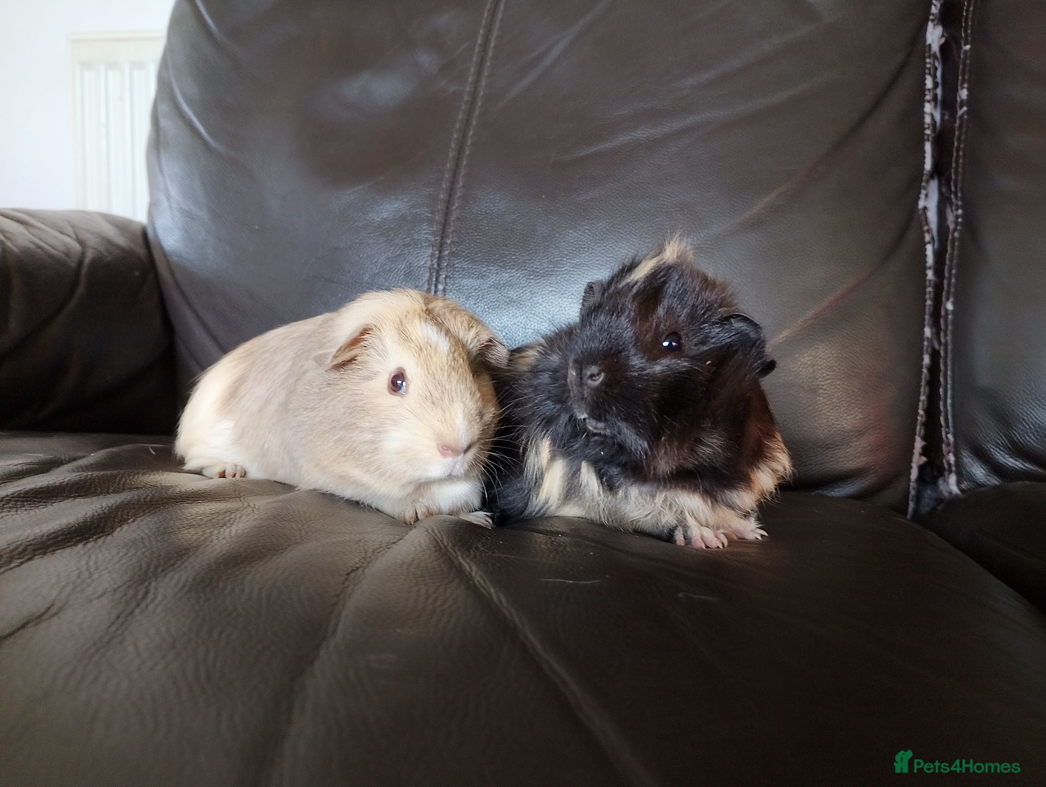 Guinea Pig rodents Guinea pig boars - Advert 1