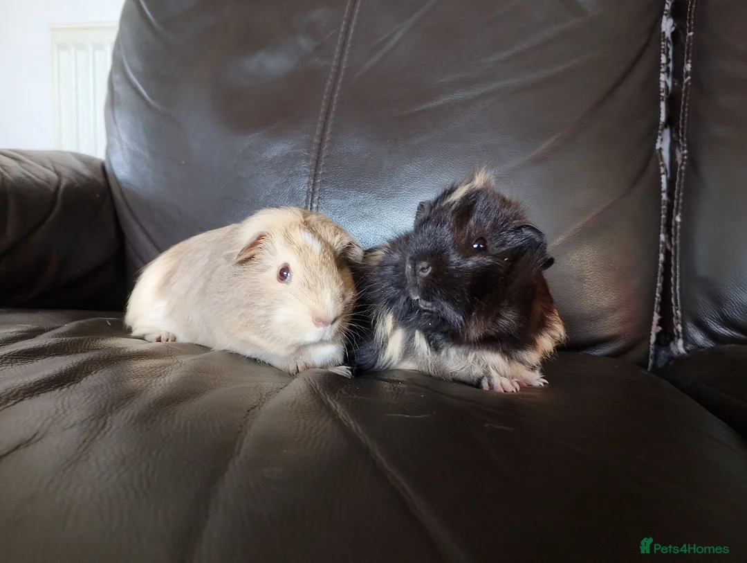 Guinea Pig rodents for sale: Guinea pig boars in Wrexham - Advert 1
