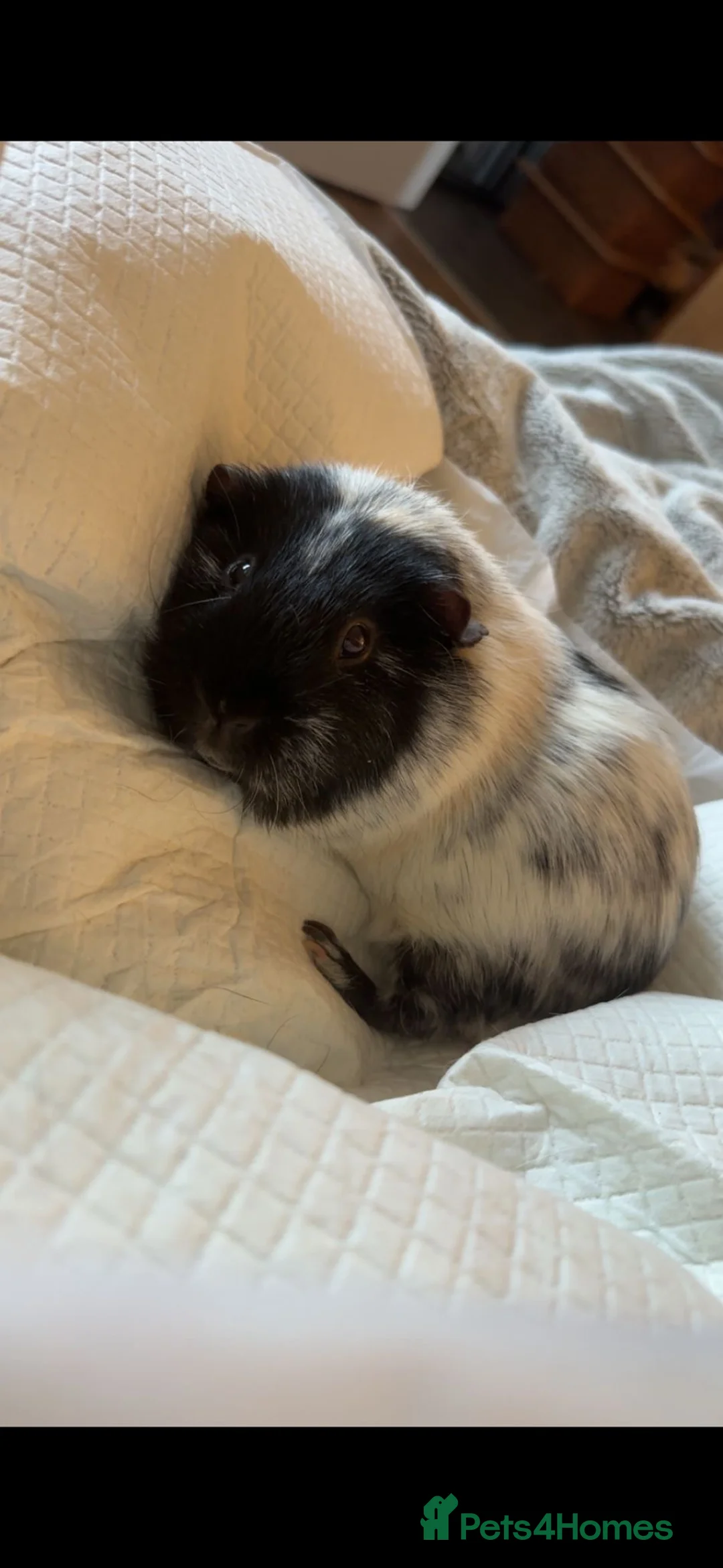 Guinea Pig rodents for sale: Paired male Guinea Pigs in Selby - Advert 7