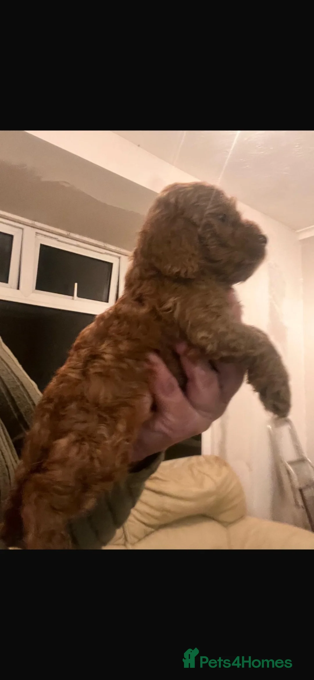 Cockapoo dogs for sale: COCKAPOOS TOY SIZE FOX RED show type lines - Advert 14