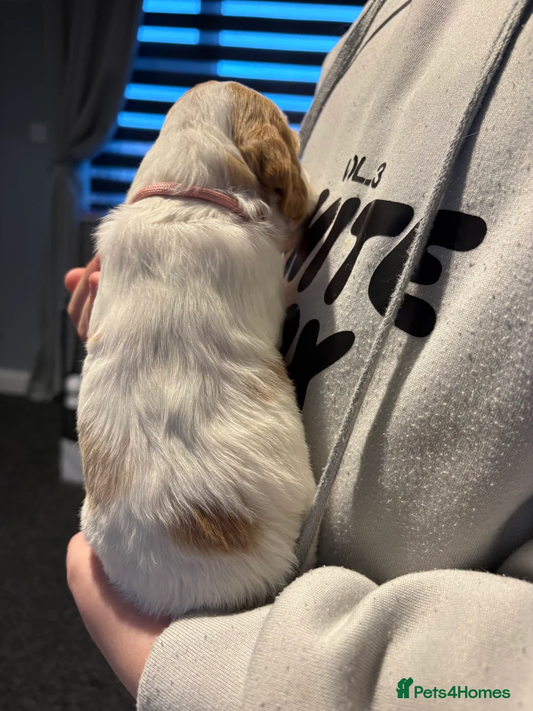 Cocker Spaniel dogs for sale: Cocker spaniel puppies  in Rotherham - Advert 21