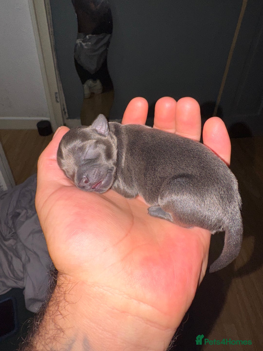 Chihuahua dogs for sale: 2 male 1 female tiny chihuahua  - Image 9