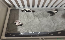 Jack Russell dogs for sale: 5 Jack Russel Puppies - Image 2