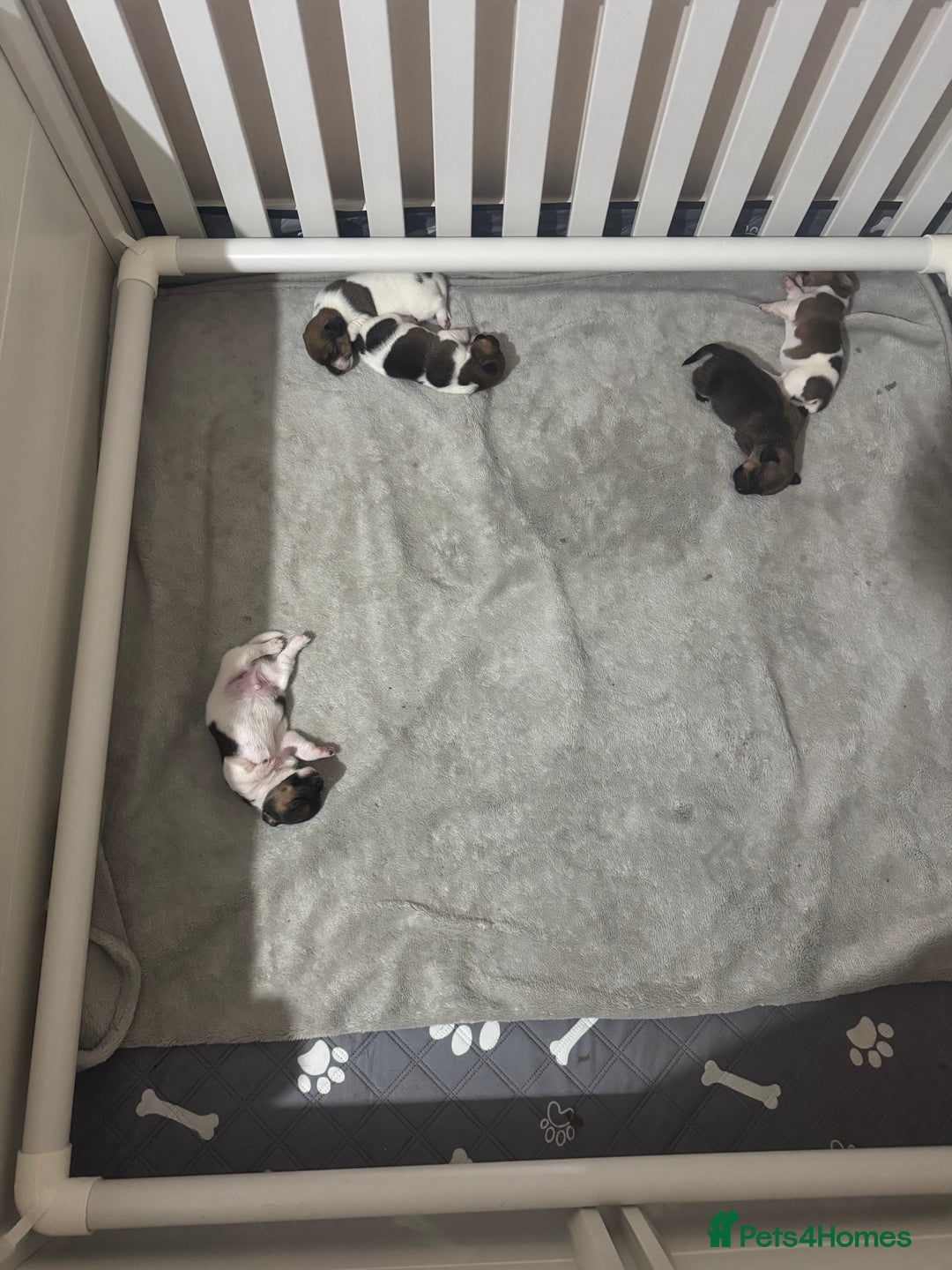 Jack Russell dogs for sale: 5 Jack Russel Puppies - Image 2