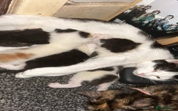 Mixed Breed cats for sale: 4 beautiful mixed breed kittens - Image 1