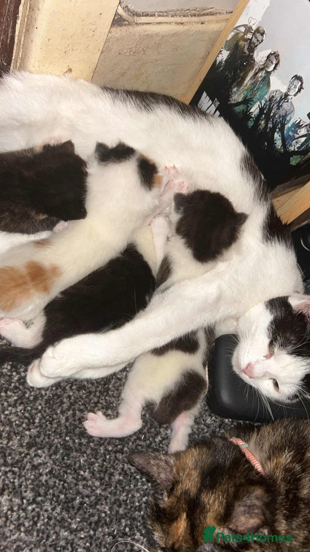 Mixed Breed cats for sale: 4 beautiful mixed breed kittens - Image 1