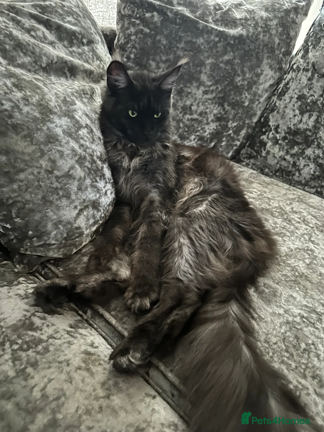 Maine Coon cats for sale: XXL Champion Sired Maine Coon Kittens  - Advert 3