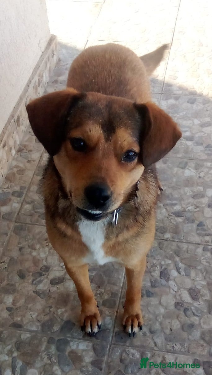 Mixed Breed dogs ✨FOUND ON THE STREET, READY FOR HER SECOND CHANCE✨ - Advert 1