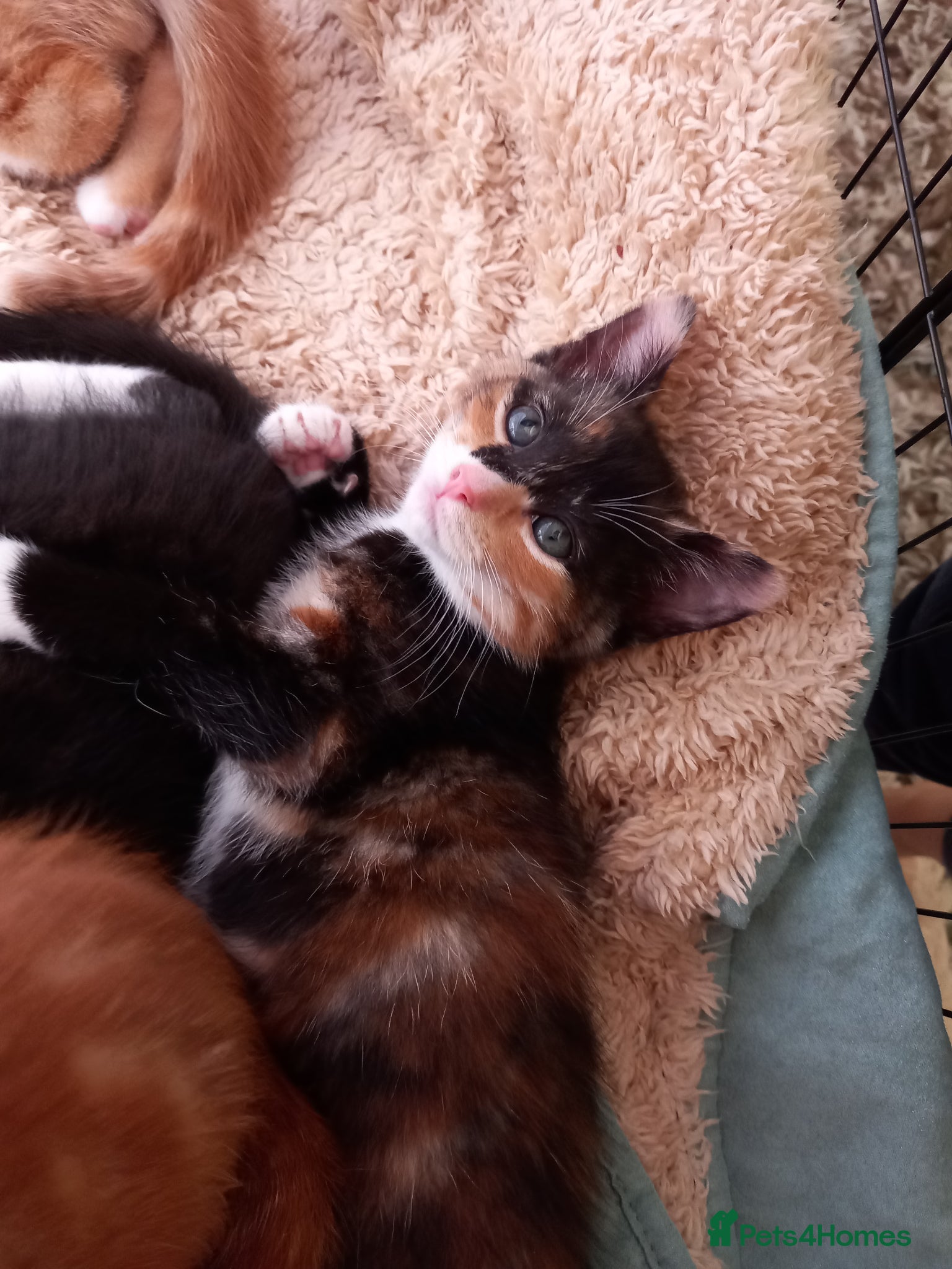 Mixed Breed cats 3 kittens left for sale - Advert 11