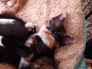 Mixed Breed cats 3 kittens left for sale - Advert 4