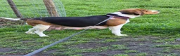 Beagle dogs for sale: Beagle puppies for sale  - Advert 12
