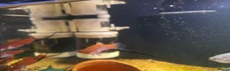 Other/Mixed Breed fish for sale: 55ltr Freshwater Fish Tank with Supplies in Birkenhead - Advert 3