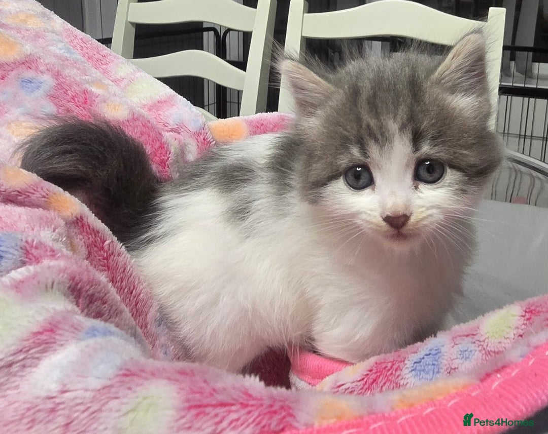 Mixed Breed cats for sale: 5 mixed kittens for sale! - Image 15