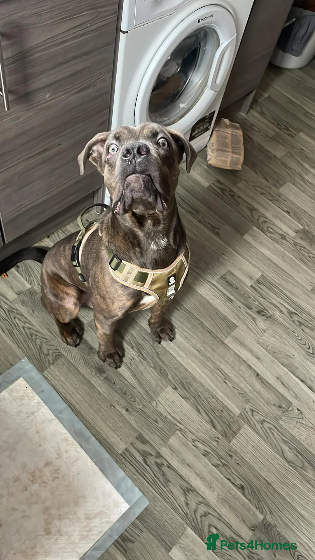 Cane Corso dogs for sale: 8 month old cane corso - Advert 1