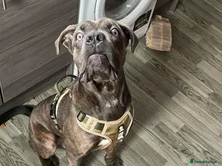 Cane Corso dogs 8 month old cane corso - Advert 4