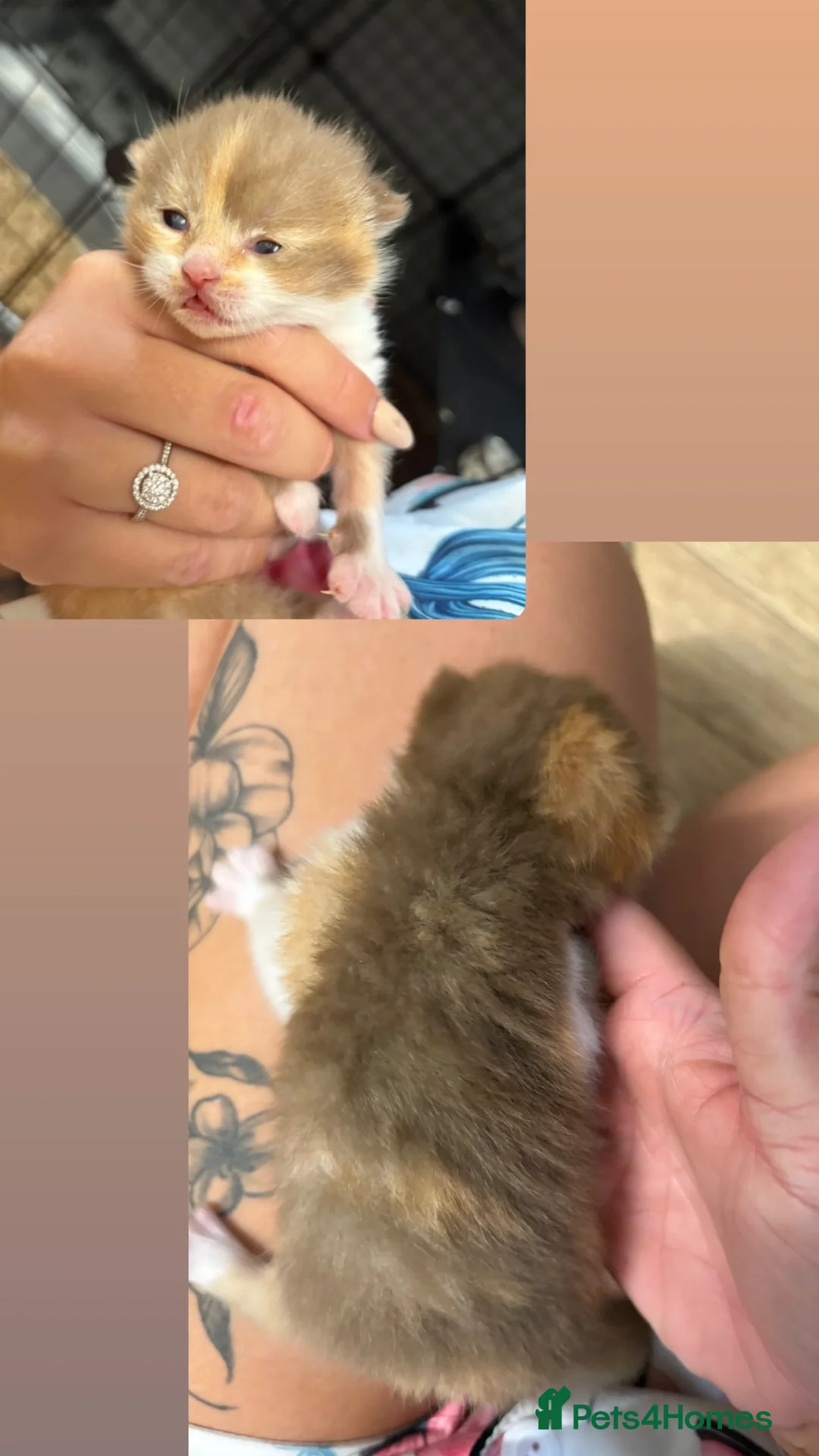 British Shorthair cats for sale: Kittens ready to leave 22nd oct - Advert 2