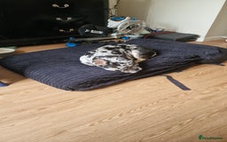 French Bulldog dogs for sale: Loving frenchie ready straight away - Image 3