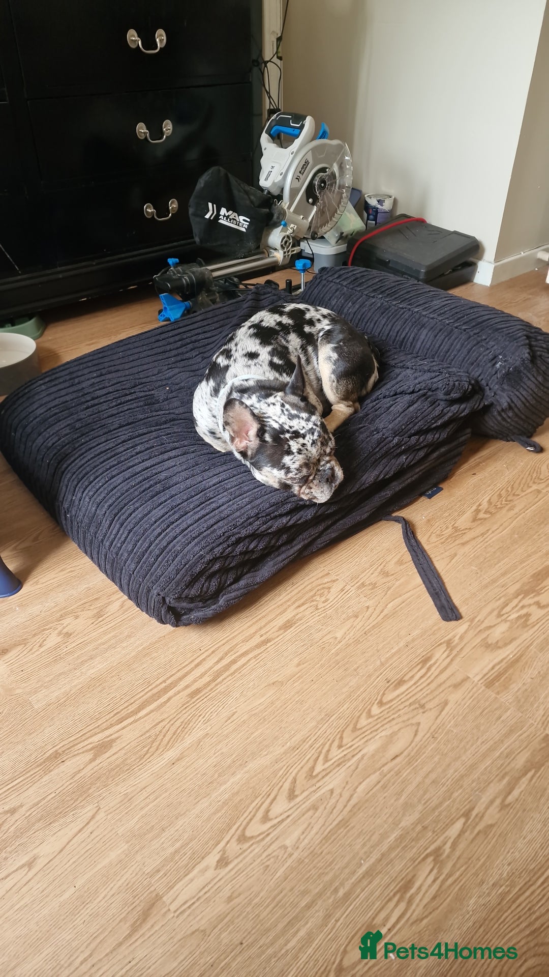 French Bulldog dogs for sale: Loving frenchie ready straight away - Image 3