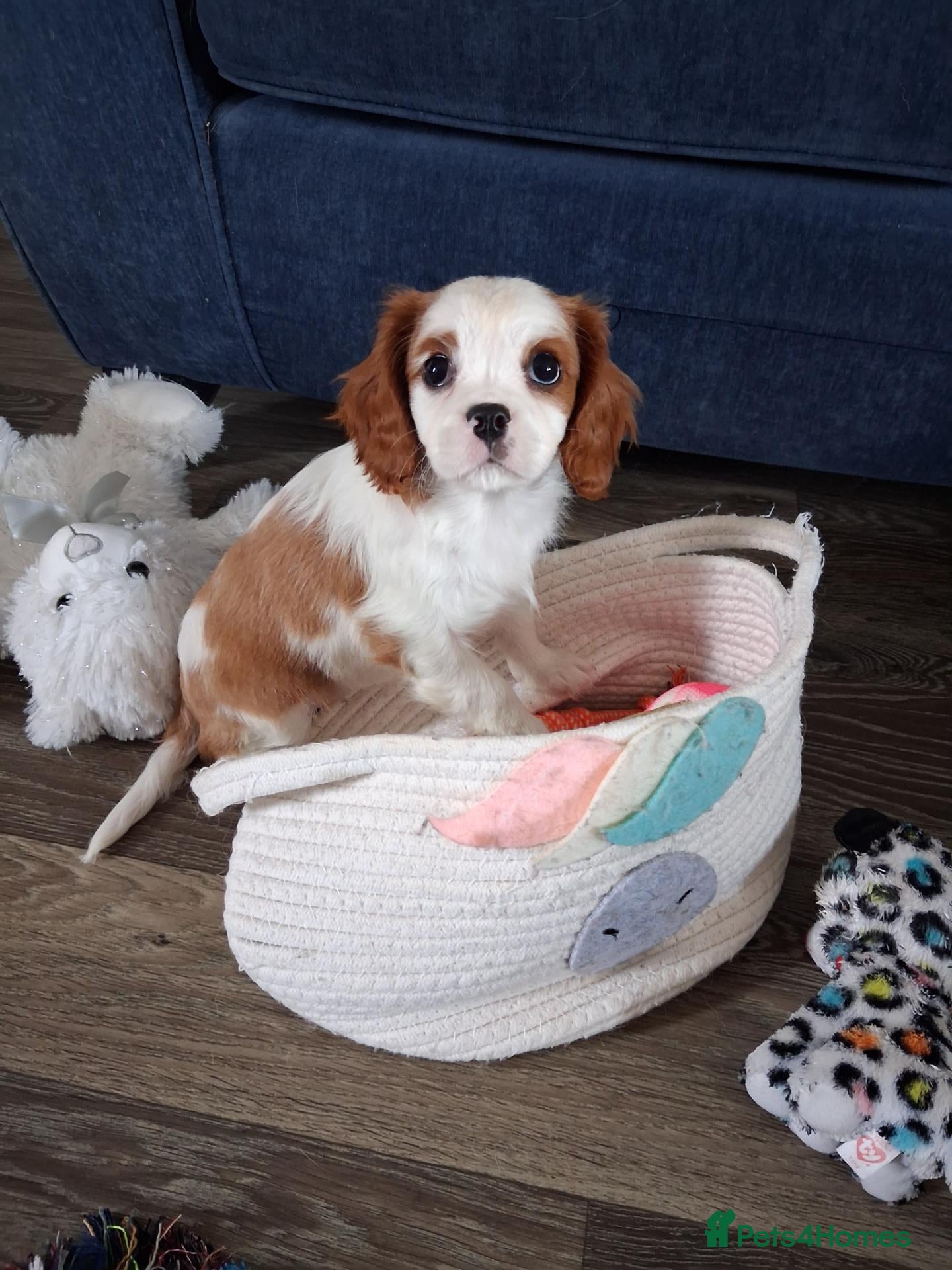 Cavalier King Charles Spaniel dogs Cavalier king Charles health tested parents  - Advert 16