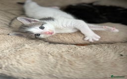 Maine Coon cats for sale: Gorgeous Maine Coon Cross Kittens - Image 4