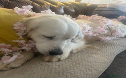 Golden Retriever dogs for sale: Full health tested golden retriever pups  - Image 1