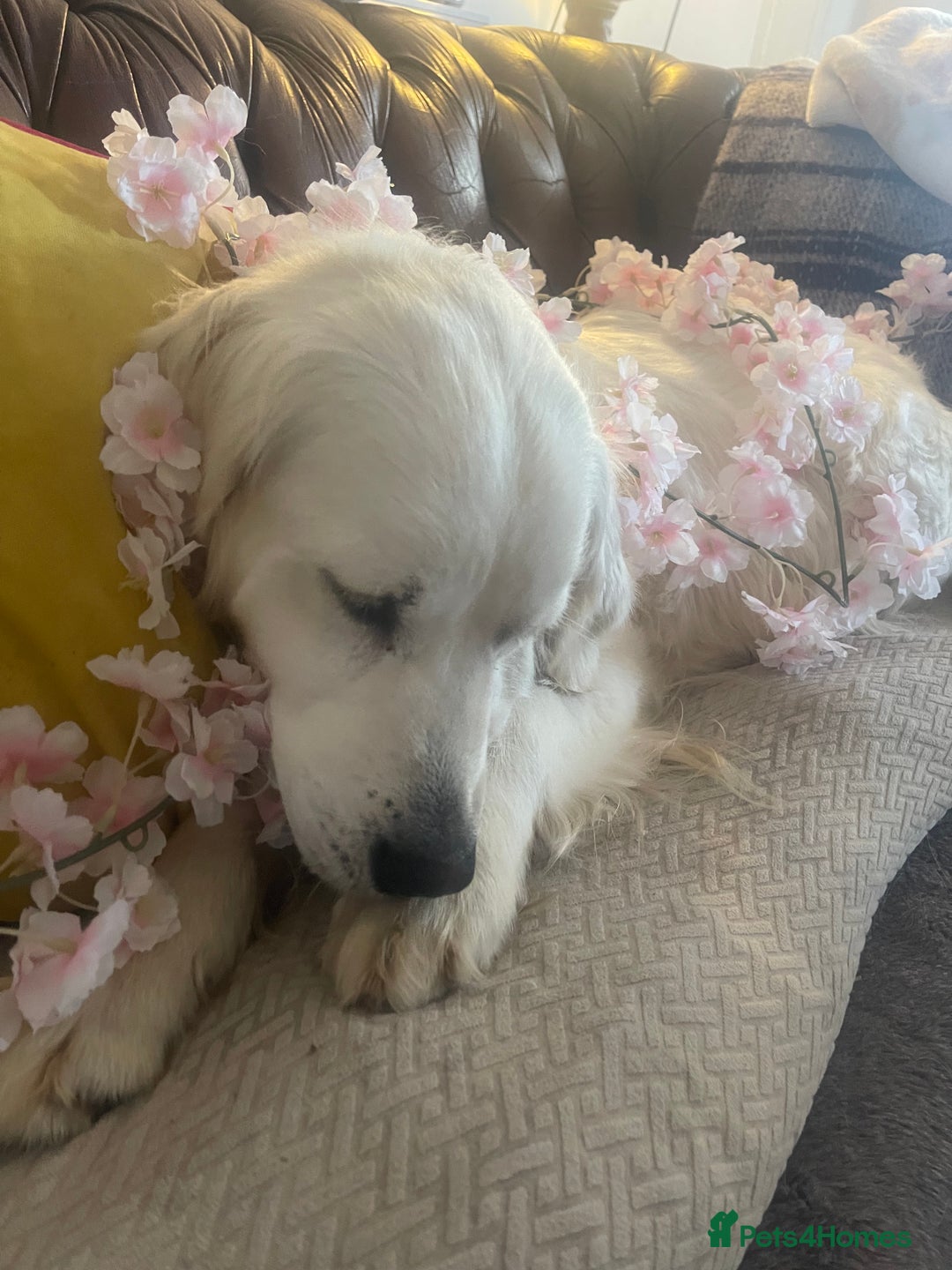 Golden Retriever dogs for sale: Full health tested golden retriever pups  - Image 1
