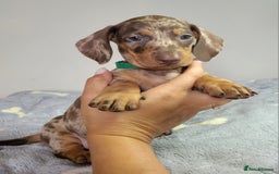 Dachshund dogs for sale: Kc Standard Dachshunds  - Image 13