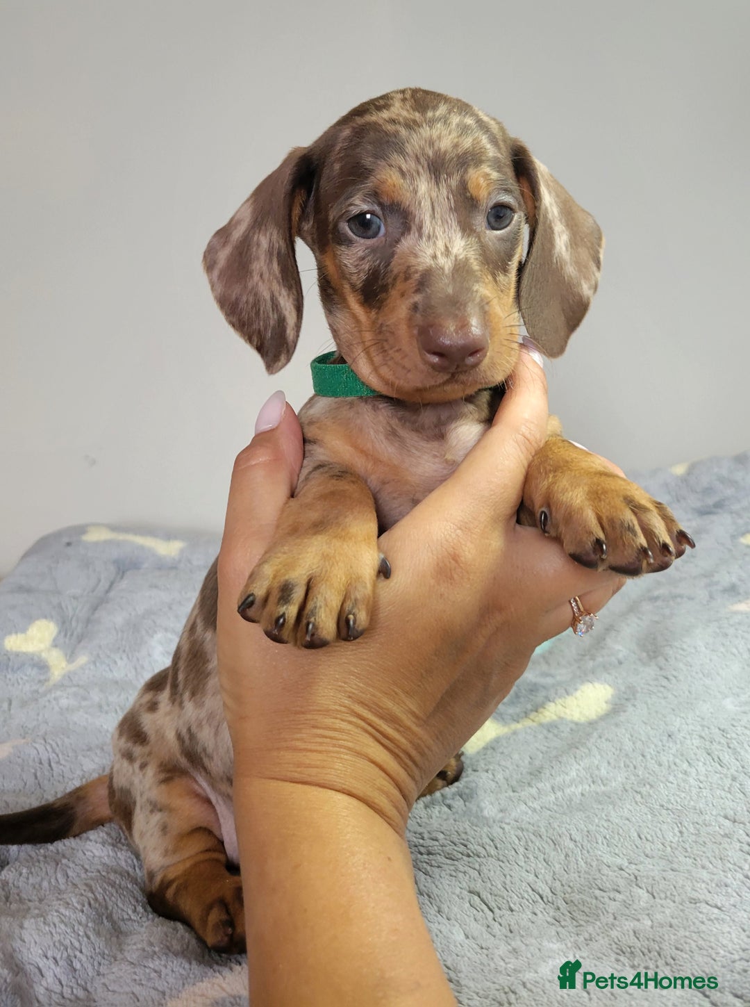 Dachshund dogs for sale: Kc Standard Dachshunds  - Image 13
