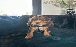 Cocker Spaniel dogs for sale: BEAUTIFUL LITTER OF TRICOLOURED COCKER SPANIELS  - Image 37