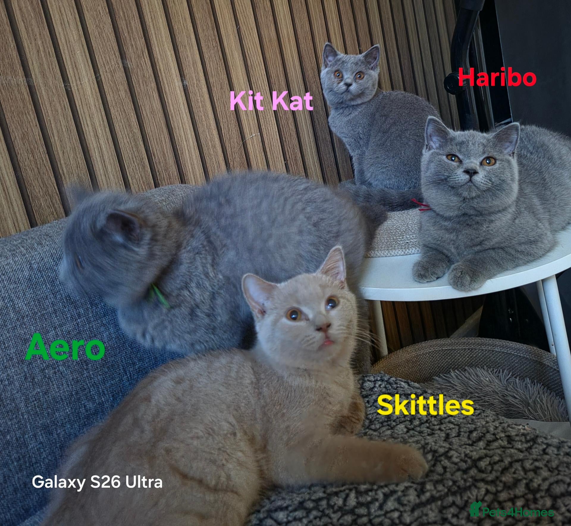 British Shorthair cats Beautiful GCCF BSH Kittens – Loving Forever Homes - Advert 2